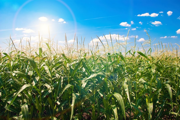 Campo di grano in una giornata di sole