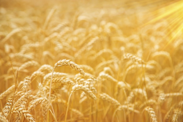 Campo di grano in una giornata di sole.