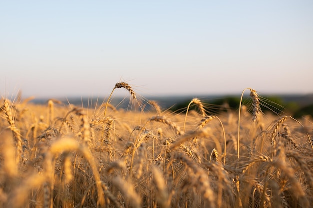 campo di grano in una soleggiata giornata estiva