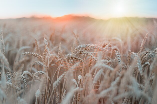 Campo di grano maturo al tramonto contro il cielo blu