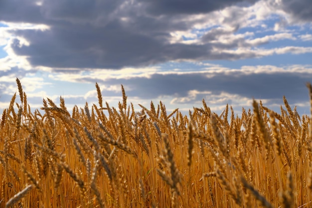 Campo di grano maturo contro nuvole di ispessimento dello sfondo