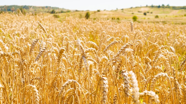 Campo di grano maturo in aumento ucraino