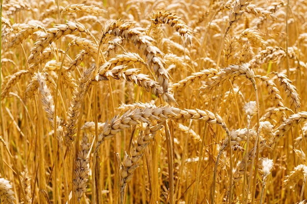 Campo di grano maturo in aumento ucraino