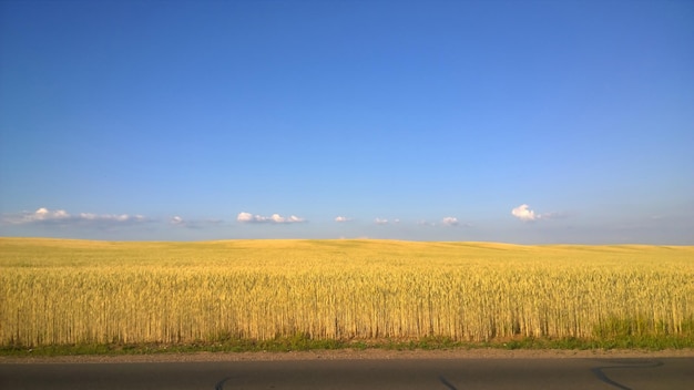 Campo di grano maturo in una giornata di sole