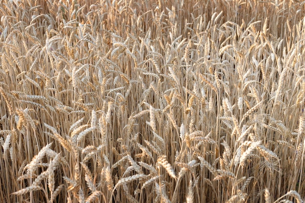 Campo di grano maturo. raccolto di grano. agricoltura