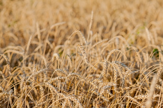 Campo di grano maturo sfondo