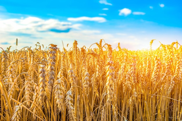 Campo di grano maturo sotto il sole e il cielo blu