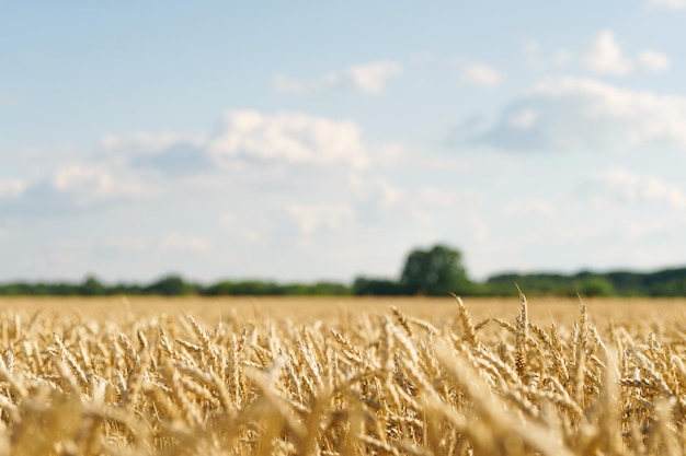 Campo di grano maturo sotto la brillante luce solare estiva