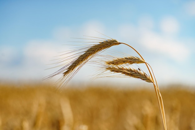 Campo di grano maturo sotto la brillante luce solare estiva