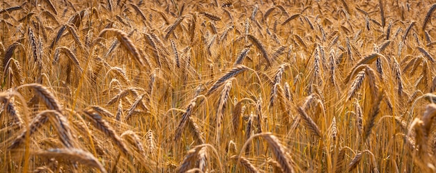 campo di grano nei giorni precedenti la mietitura