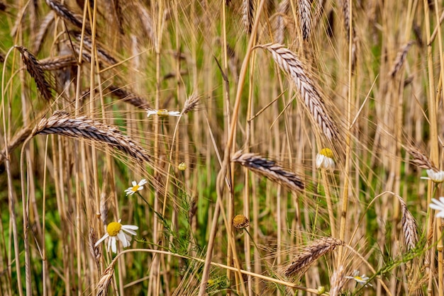 campo di grano nei giorni precedenti la mietitura