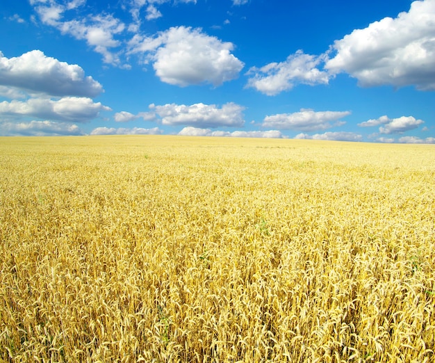 Campo di grano nel cielo blu