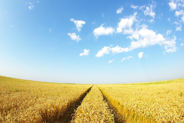 Campo di grano nel cielo blu
