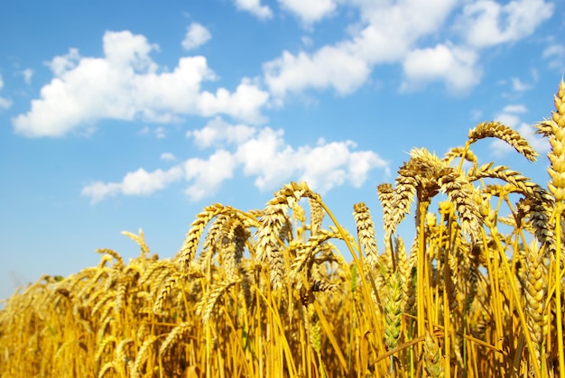 Campo di grano nel cielo blu