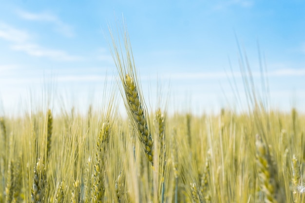 Campo di grano nel villaggio