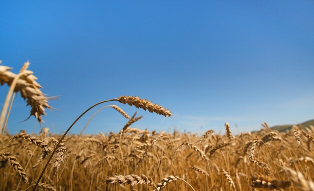 Campo di grano nella stagione del raccolto con sfondo azzurro del cielo