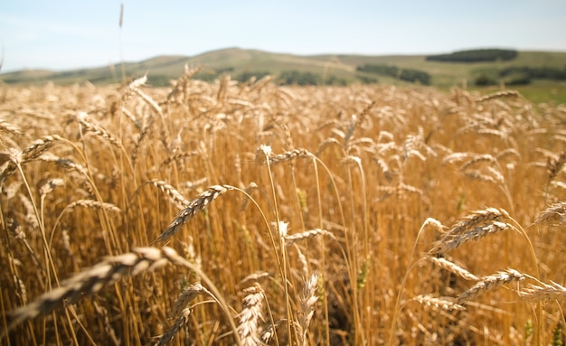 Campo di grano nella stagione del raccolto con sfondo azzurro del cielo