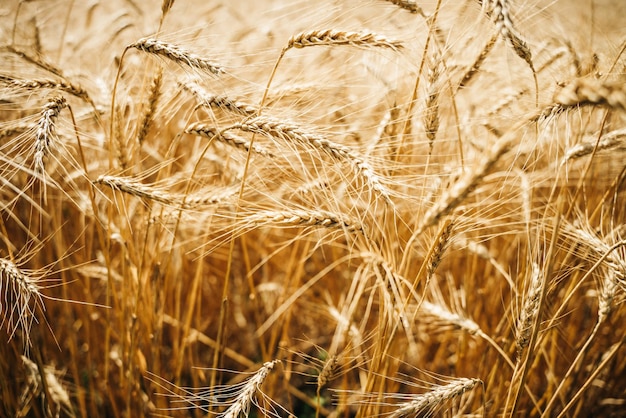 Campo di grano orecchie di grano dorato da vicino