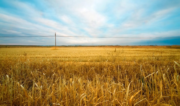 Campo di grano. Paesaggio rurale. Paesaggio con campi e cielo azzurro con nuvole