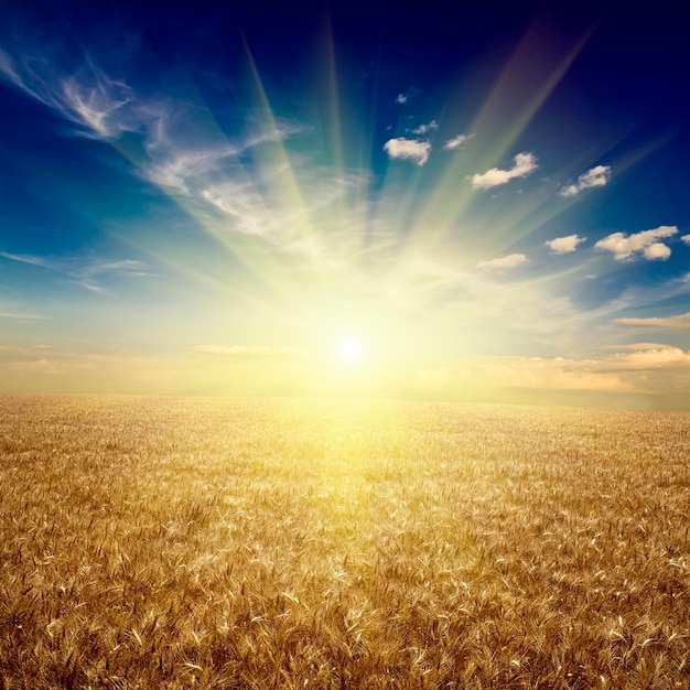 Campo di grano prato di grano sotto il cielo
