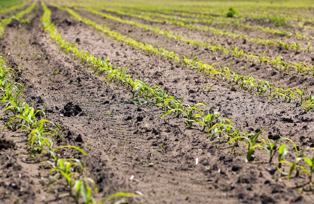 Campo di grano Primavera