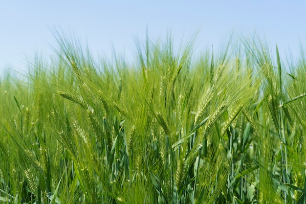 Campo di grano primo piano messa a fuoco selettiva scena agricola nella piantagione di cereali russia