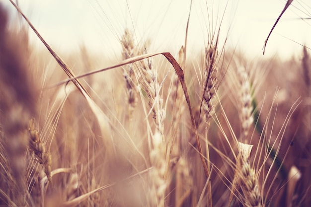 Campo di grano, primo piano