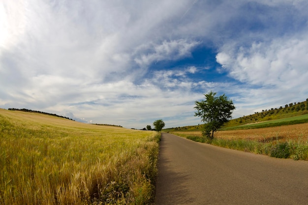 Campo di grano, raccolto. Campo dorato e cielo blu.