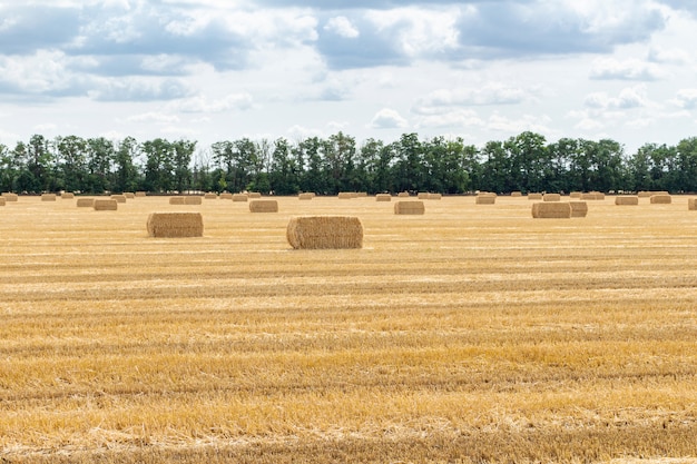 Campo di grano raccolto, con pagliai