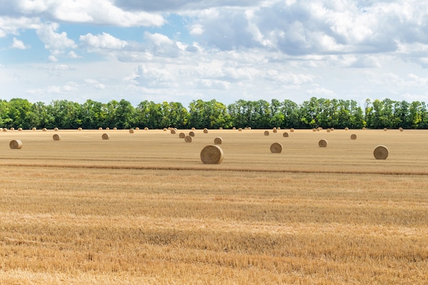 Campo di grano raccolto del grano, con i mucchi di fieno della paglia sul fondo nuvoloso del cielo blu