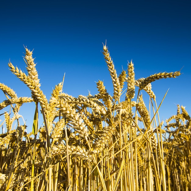 Campo di grano raccolto di grano sullo sfondo del cielo blu al sole agricoltura