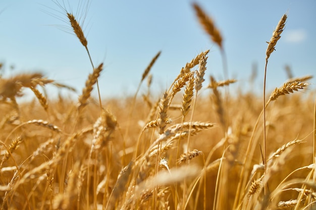 Campo di grano raccolto di grano sullo sfondo del cielo blu al sole giorno d'estate
