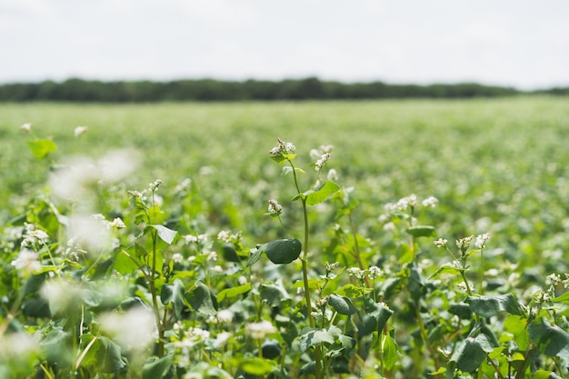 Campo di grano saraceno in fiore Molti bei fiori di grano saraceno crescono nel campo Scena di agricoltura