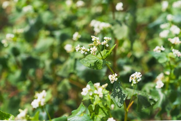 Campo di grano saraceno in fiore Molti bei fiori di grano saraceno crescono nel campo Scena di agricoltura