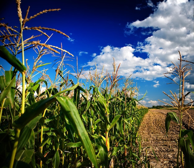 Campo di grano scuro