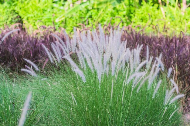 Campo di grano selvatico erba natura sfondo