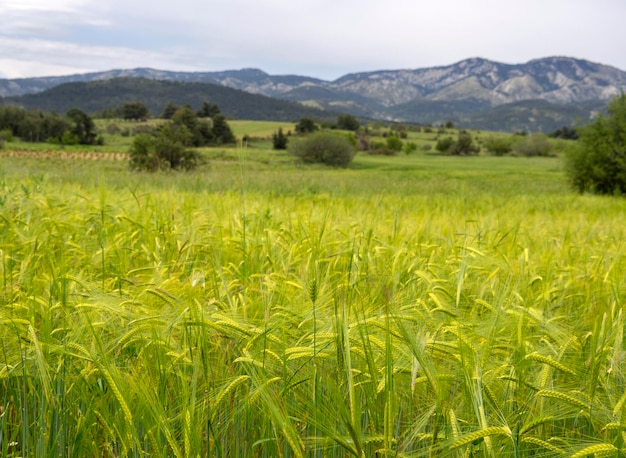 Campo di grano seminato sull'isola greca di Evia Grecia al tramonto