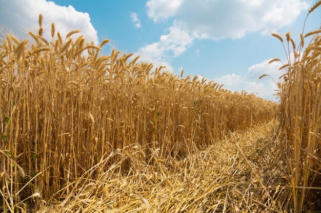 Campo di grano soleggiato in attesa di raccolta