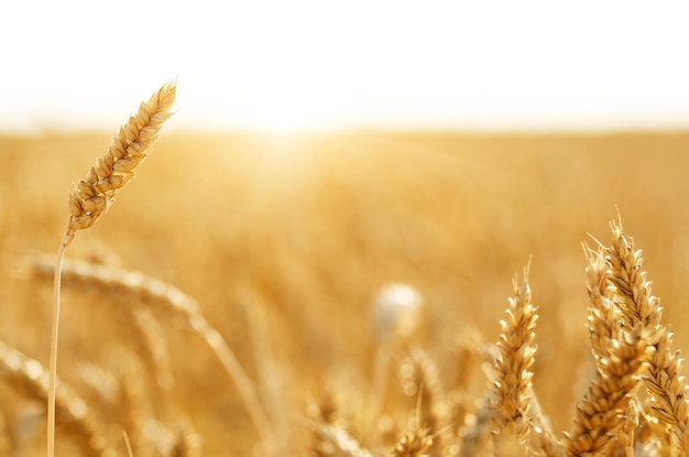 Campo di grano sotto il cielo blu nuvoloso in Ucraina