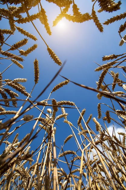 Campo di grano sotto il cielo blu Ricco tema del raccolto Paesaggio rurale con grano dorato maturo Il problema globale del grano nel mondo