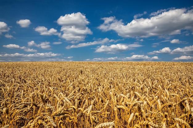 Campo di grano sotto il cielo blu Ricco tema del raccolto Paesaggio rurale con grano dorato maturo Il problema globale del grano nel mondo