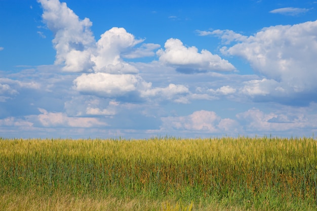 Campo di grano sotto un cielo blu con nuvole. Paesaggio rurale Pianta in crescita