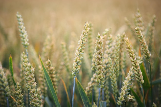 Campo di grano Spighe di grano da vicino Sfondo di maturazione spighe di campo di grano di prato