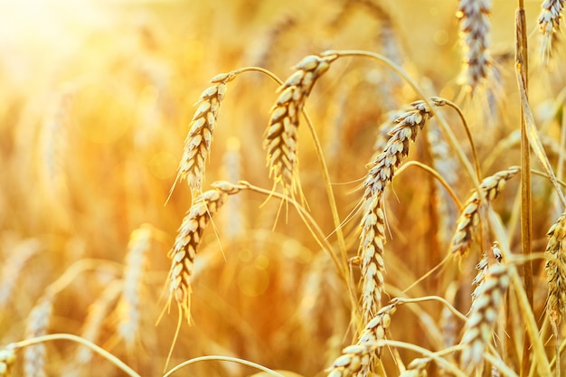 Campo di grano. Spighe di grano dorato. Bellissimo paesaggio al tramonto.