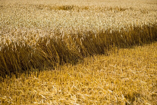 Campo di grano Spighe di grano dorato da vicino Bella natura Tramonto Paesaggio Scenario rurale sotto la luce del sole splendente Sfondo di maturazione spighe di campo di grano di prato Concetto di raccolto ricco