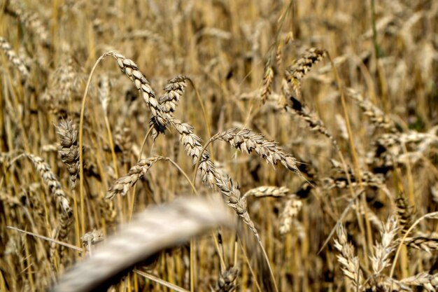 Campo di grano. Spighe di grano dorato da vicino. Bellissimo paesaggio al tramonto della natura. Scenario rurale