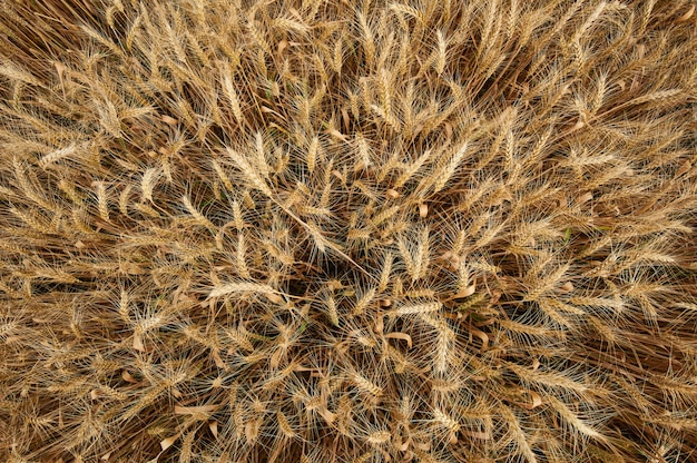 Campo di grano. Spighe di grano dorato da vicino. Priorità bassa delle orecchie di maturazione del campo di frumento del prato. Vista dall'alto in basso.