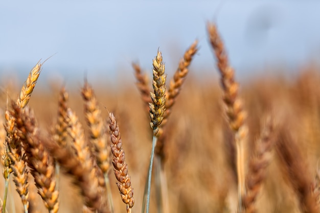 Campo di grano. Spighe di grano dorato da vicino. Splendida natura tramonto paesaggio.