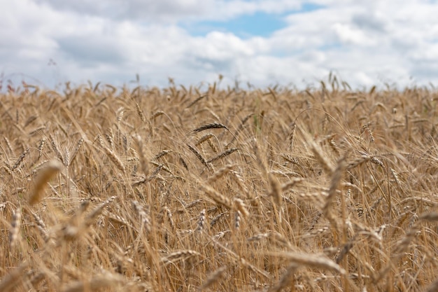 Campo di grano Spighe di grano dorato da vicino