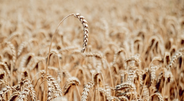 Campo di grano. Spighe di grano dorato. Raccolto ricco.